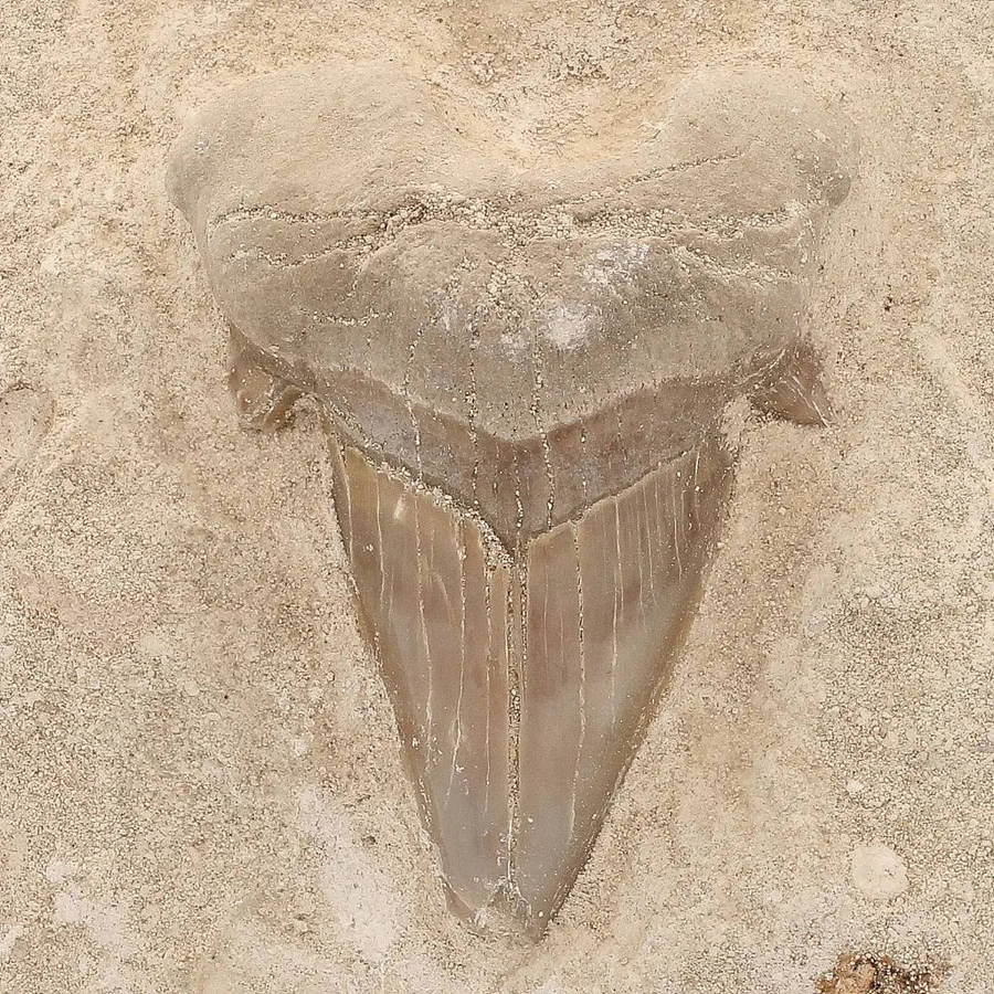Otodus Obliquus Shark Tooth Display Fossil Morocco