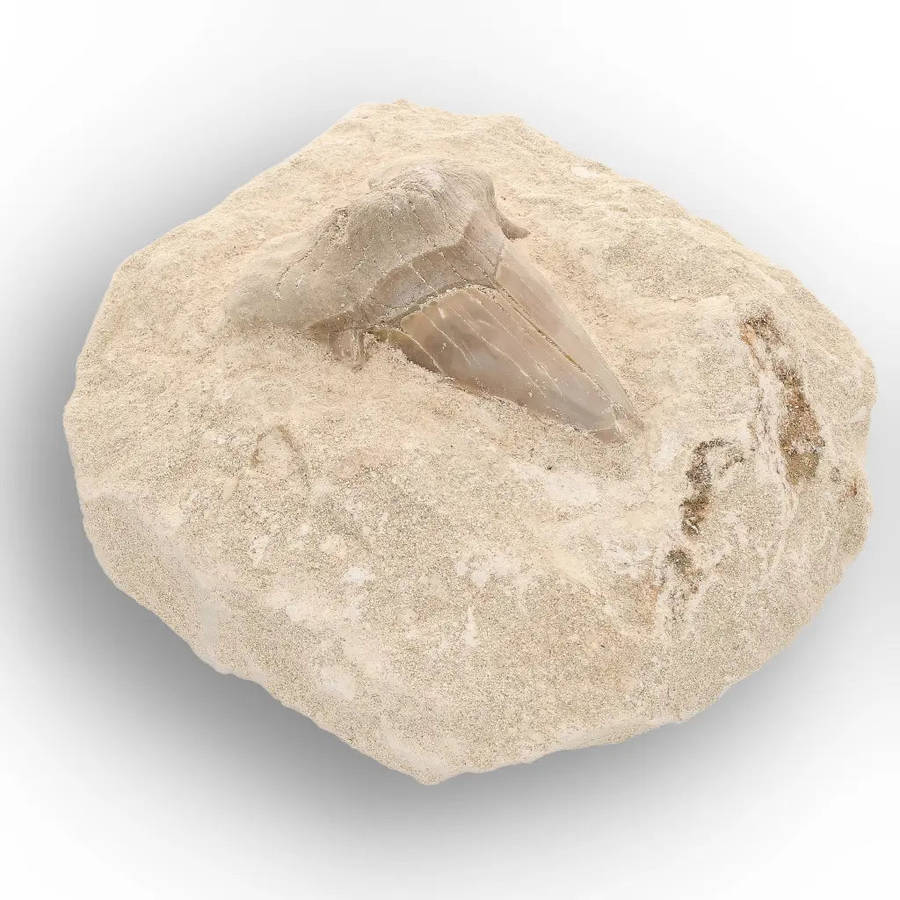 Otodus Obliquus Shark Tooth Display Fossil Morocco