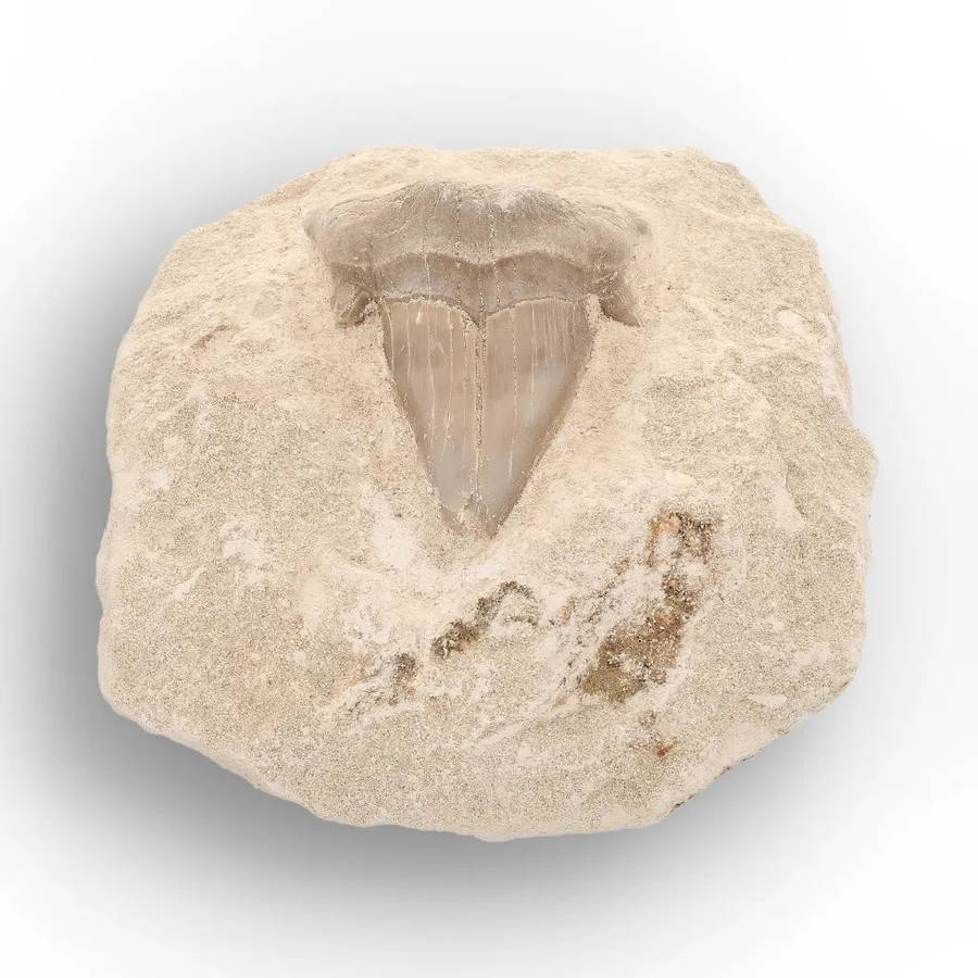Otodus Obliquus Shark Tooth Display Fossil Morocco