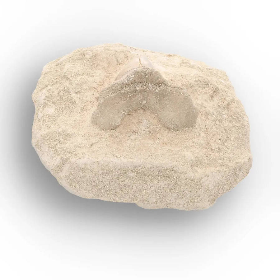 Otodus Obliquus Shark Tooth Display Fossil Morocco