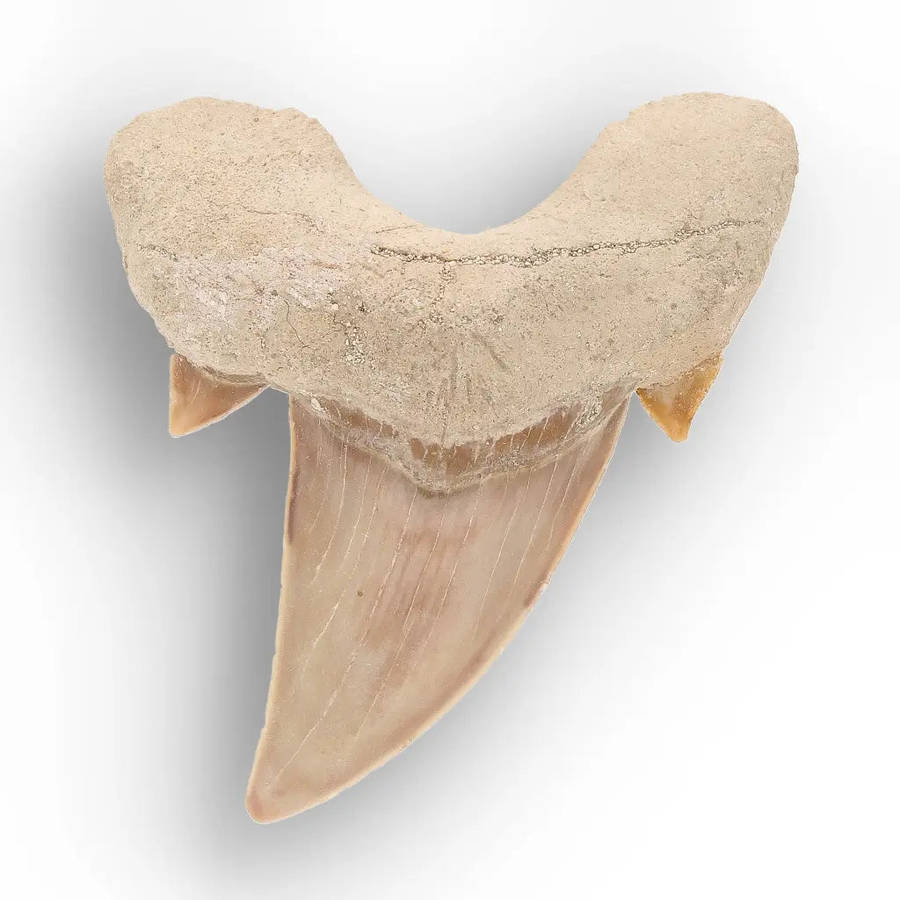 Authentic Otodus Obliquus Shark Tooth from Khouribga