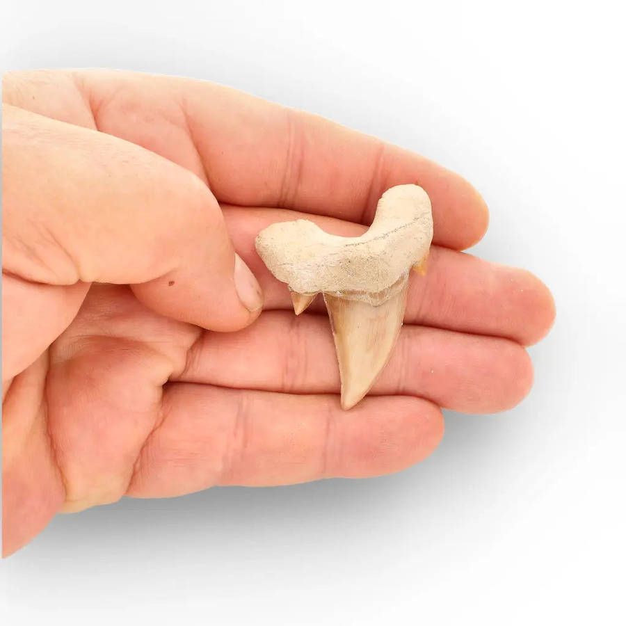 Authentic Otodus Obliquus Shark Tooth from Khouribga
