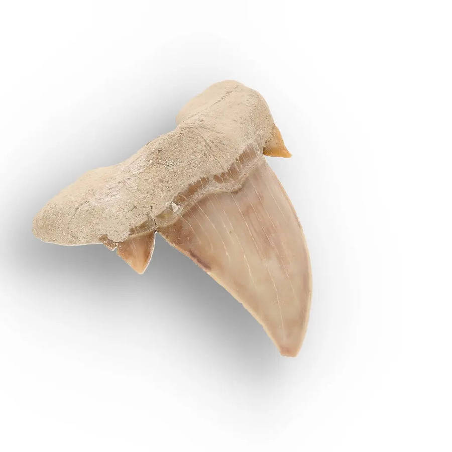 Authentic Otodus Obliquus Shark Tooth from Khouribga