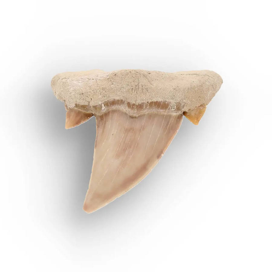Authentic Otodus Obliquus Shark Tooth from Khouribga