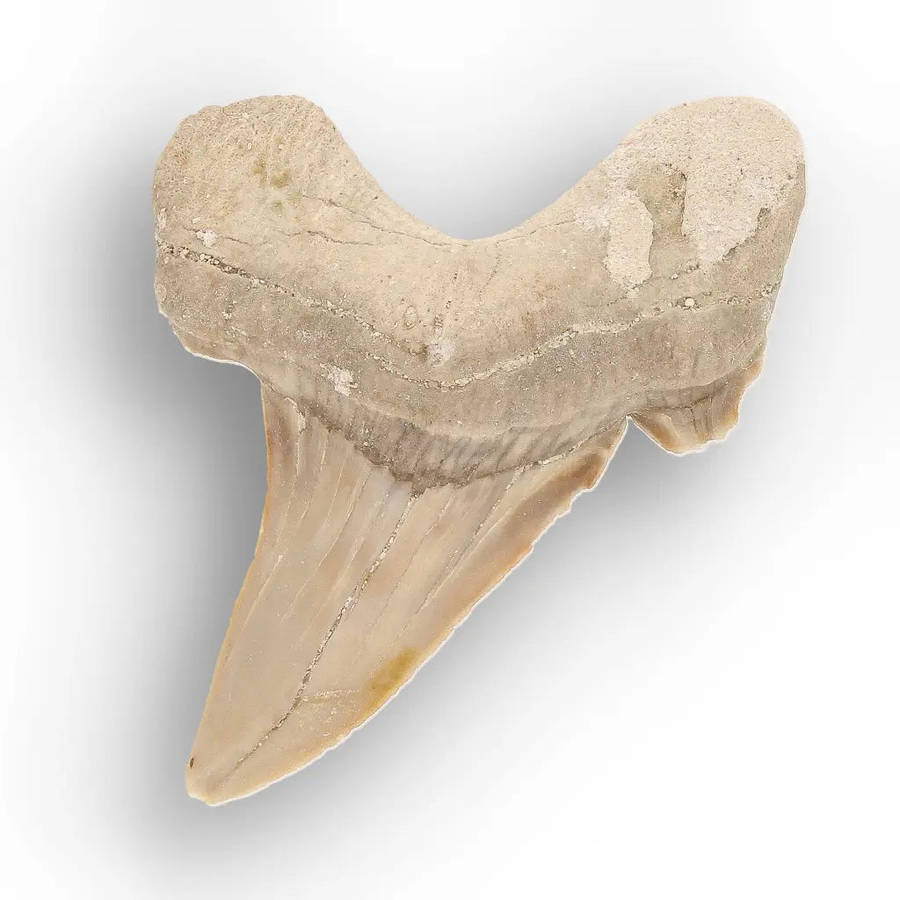 Moroccan Otodus Obliquus Shark Tooth Fossil Specimen