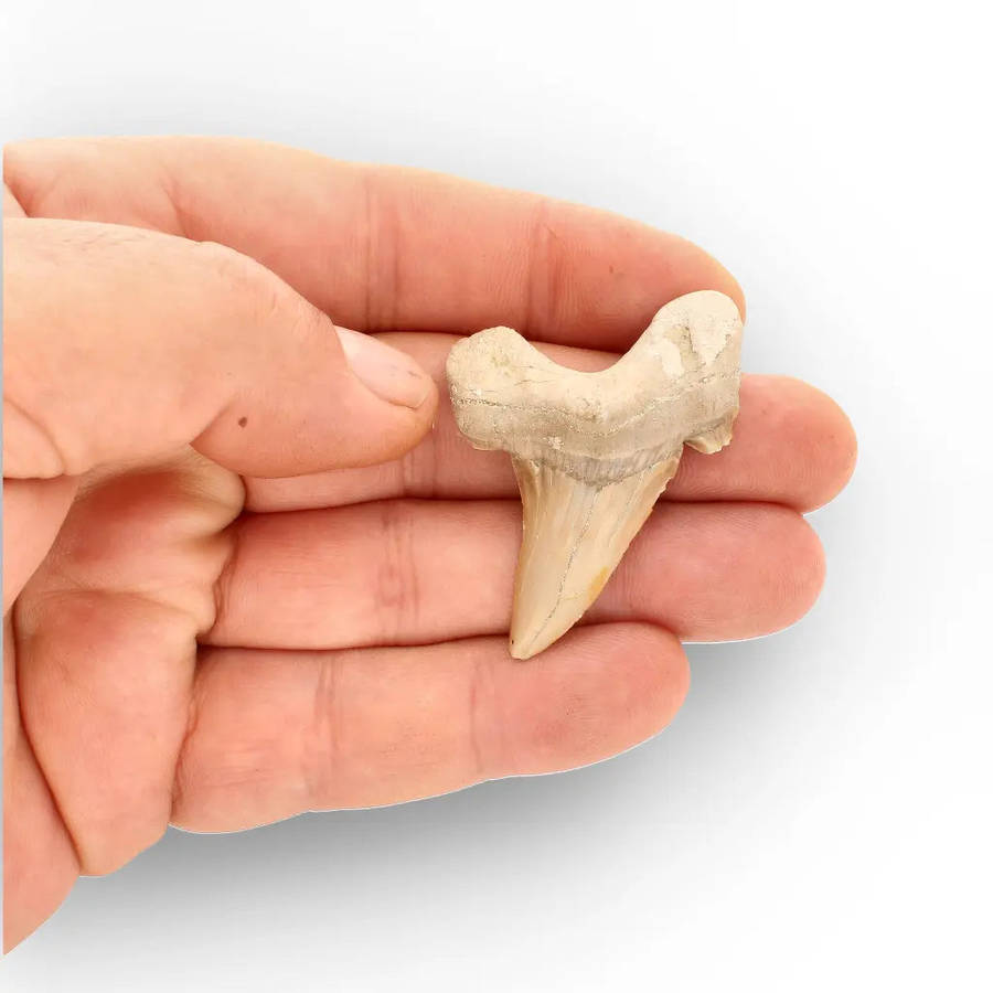 Moroccan Otodus Obliquus Shark Tooth Fossil Specimen