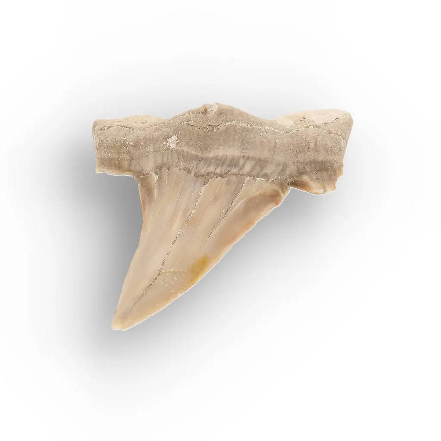 Moroccan Otodus Obliquus Shark Tooth Fossil Specimen