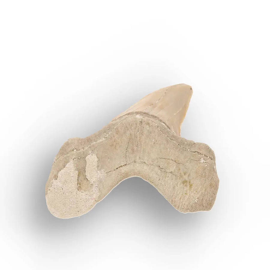 Moroccan Otodus Obliquus Shark Tooth Fossil Specimen