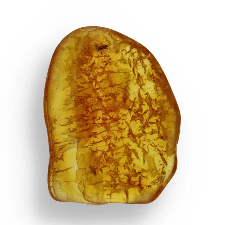 Authentic Baltic Amber: Insect Frozen in Time