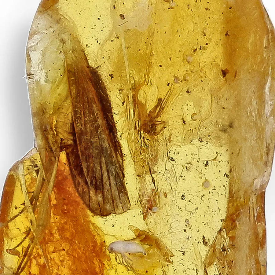 Genuine Baltic Amber with Ancient Bug Inclusion