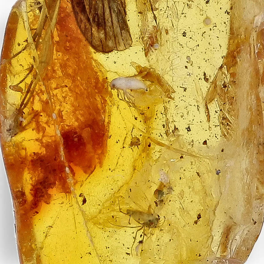Genuine Baltic Amber with Ancient Bug Inclusion
