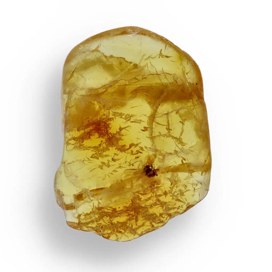 Real Baltic Amber Fossil with Insect Inside