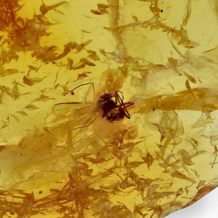 Real Baltic Amber Fossil with Insect Inside