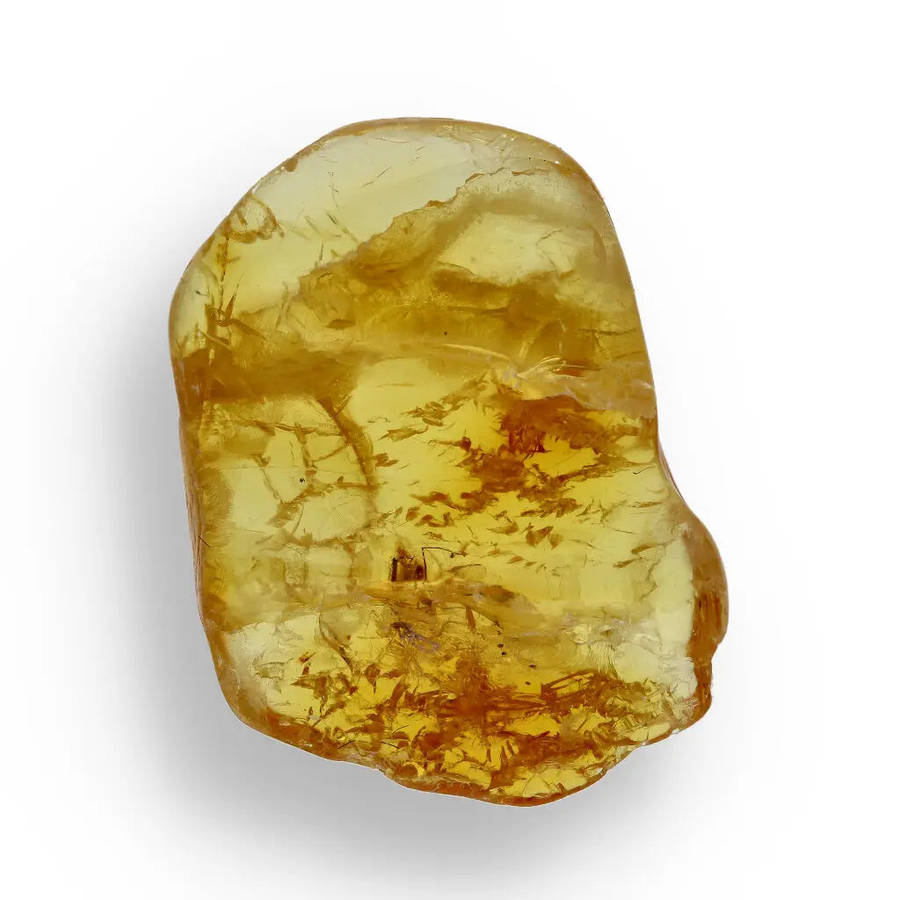 Real Baltic Amber Fossil with Insect Inside