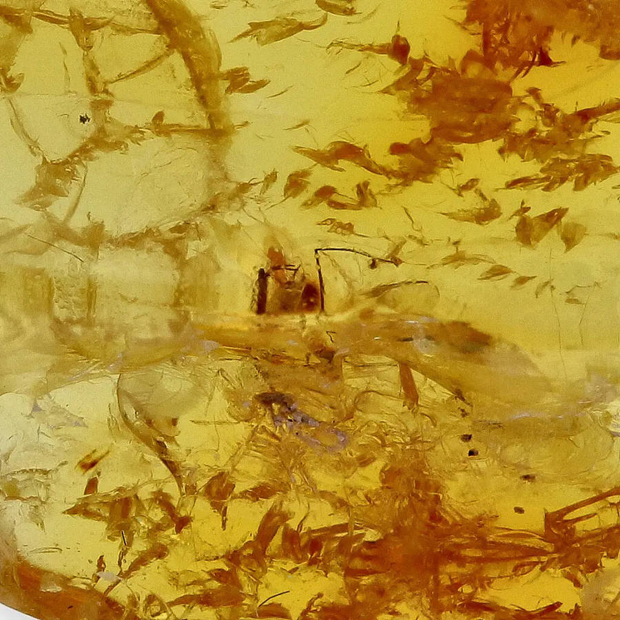 Real Baltic Amber Fossil with Insect Inside