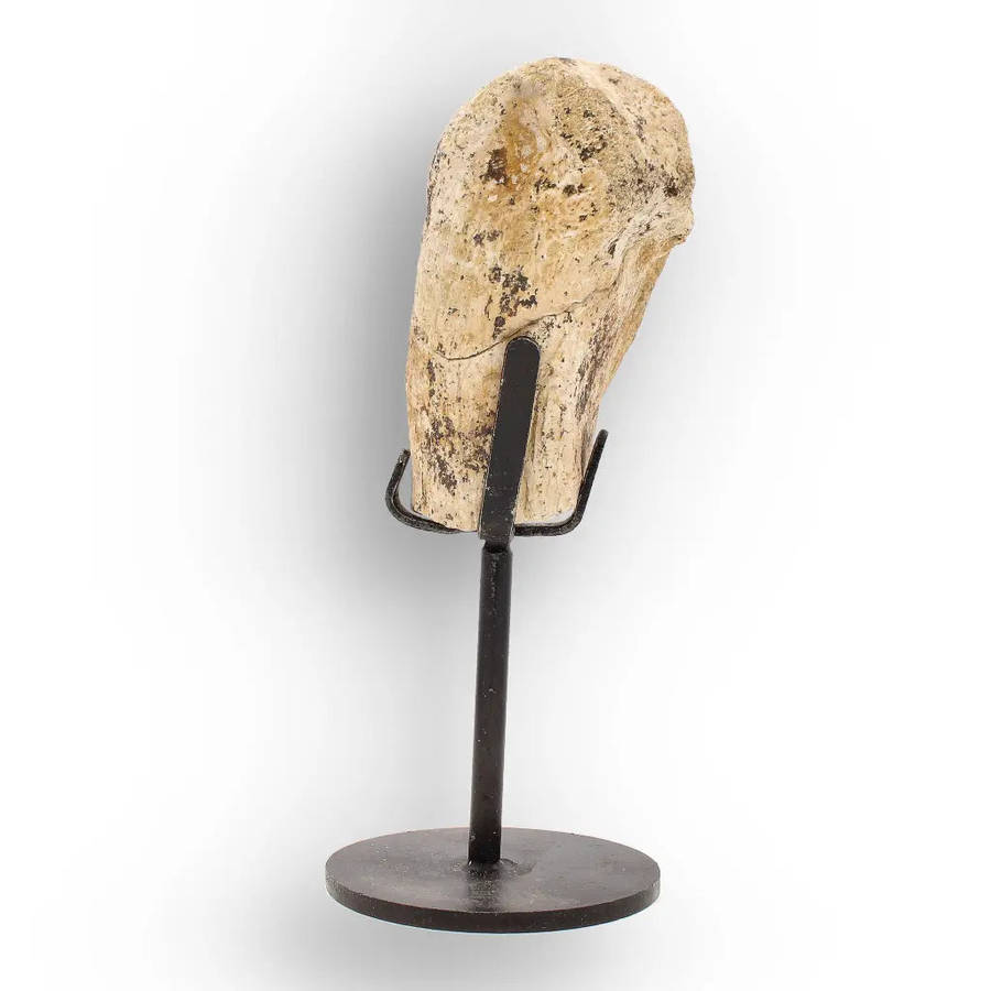 Authentic Megacerops Fossil Bone  White River Badlands