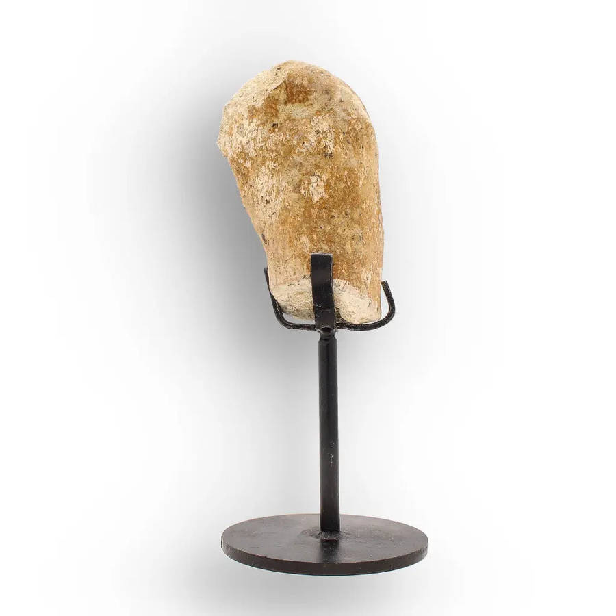 Authentic Megacerops Fossil Bone  White River Badlands