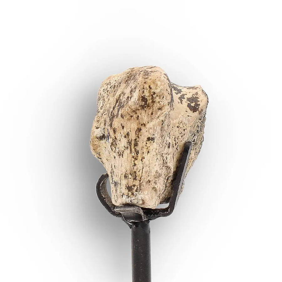 Megacerops (Brontotherium) Fossil Bone  Eocene Titanothere