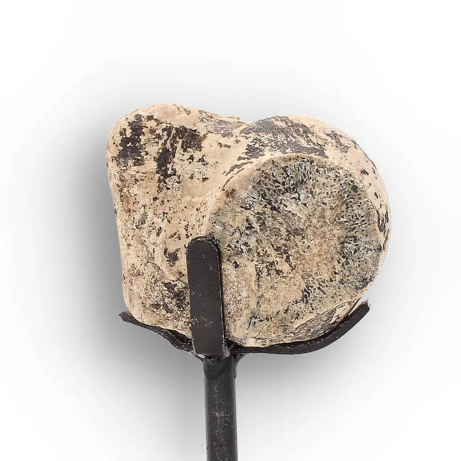 Megacerops (Brontotherium) Fossil Bone  Eocene Titanothere