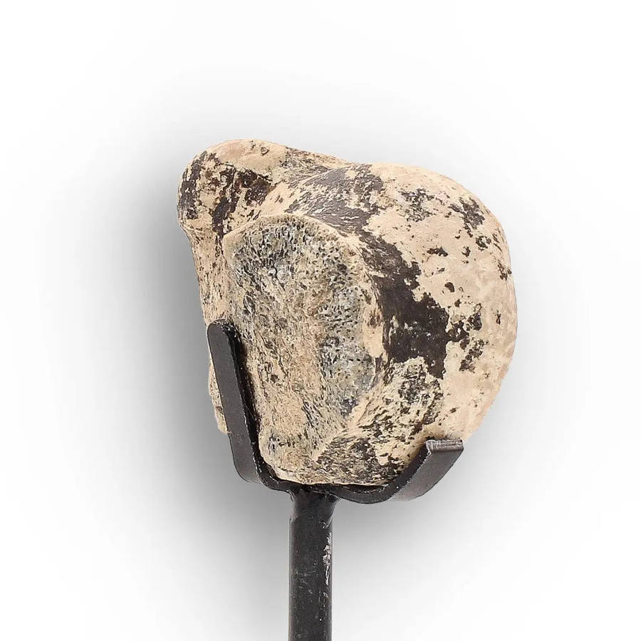 Megacerops (Brontotherium) Fossil Bone  Eocene Titanothere