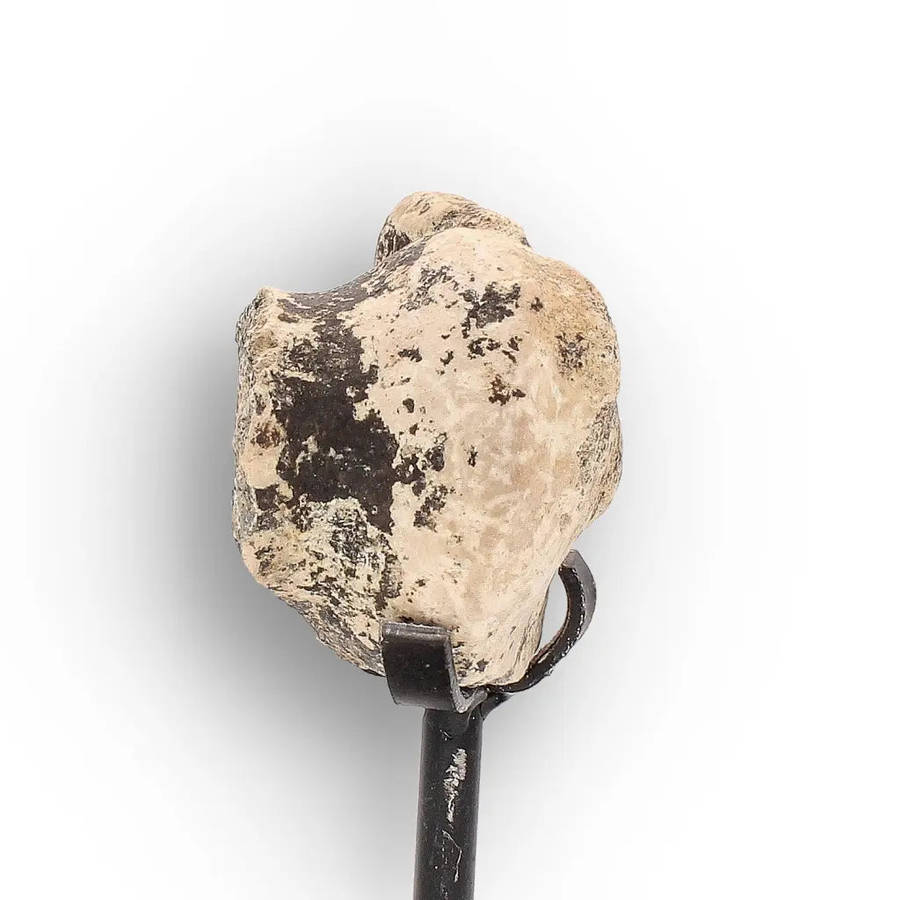 Megacerops (Brontotherium) Fossil Bone  Eocene Titanothere