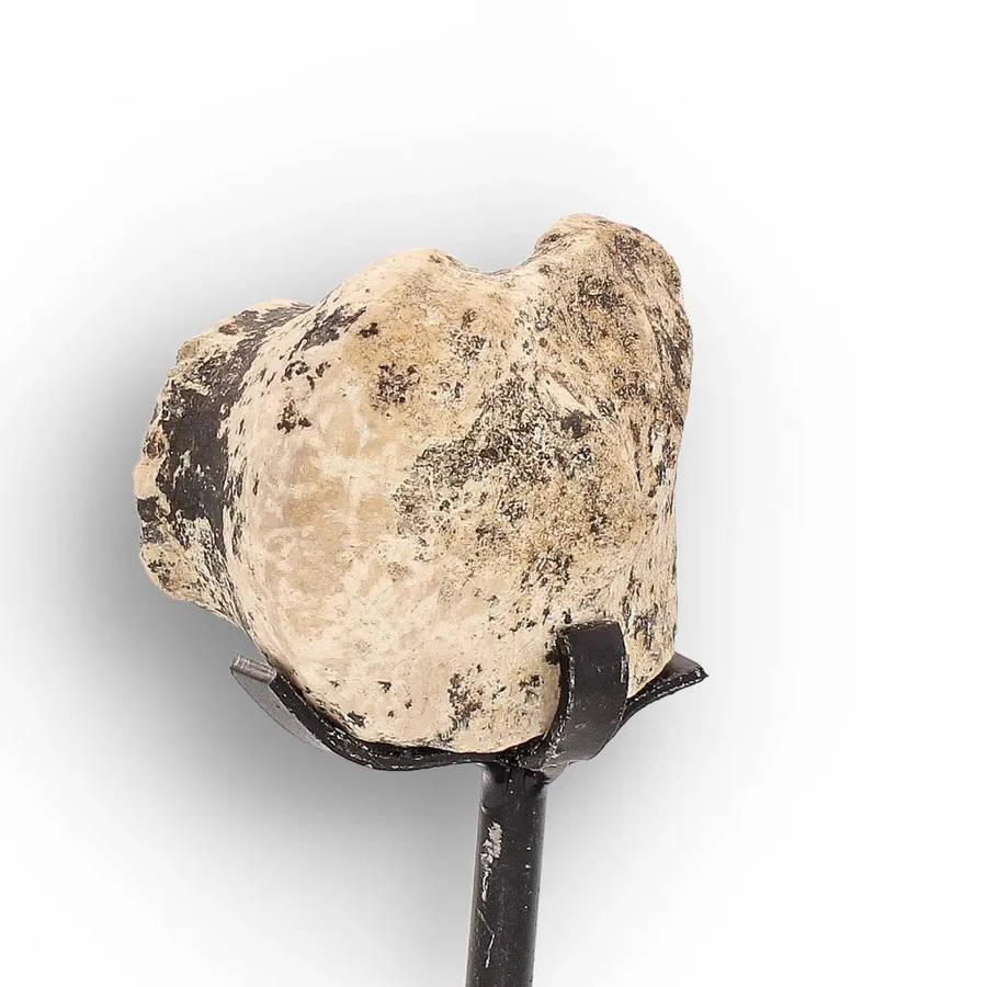 Megacerops (Brontotherium) Fossil Bone  Eocene Titanothere