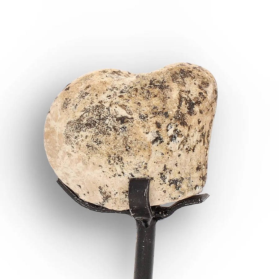 Megacerops (Brontotherium) Fossil Bone  Eocene Titanothere