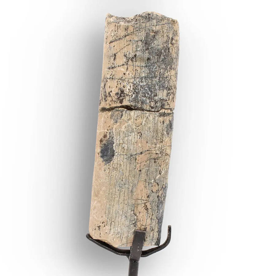 White River Megacerops Fossil Bone  Eocene Titanothere