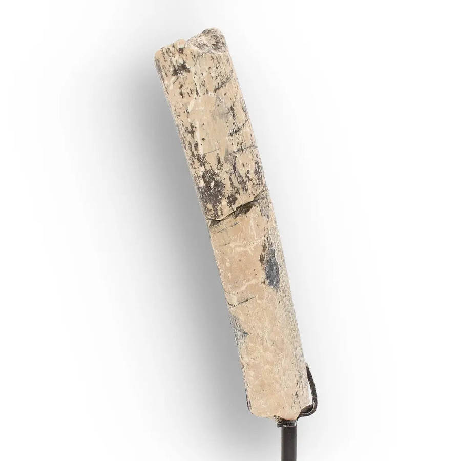 White River Megacerops Fossil Bone  Eocene Titanothere