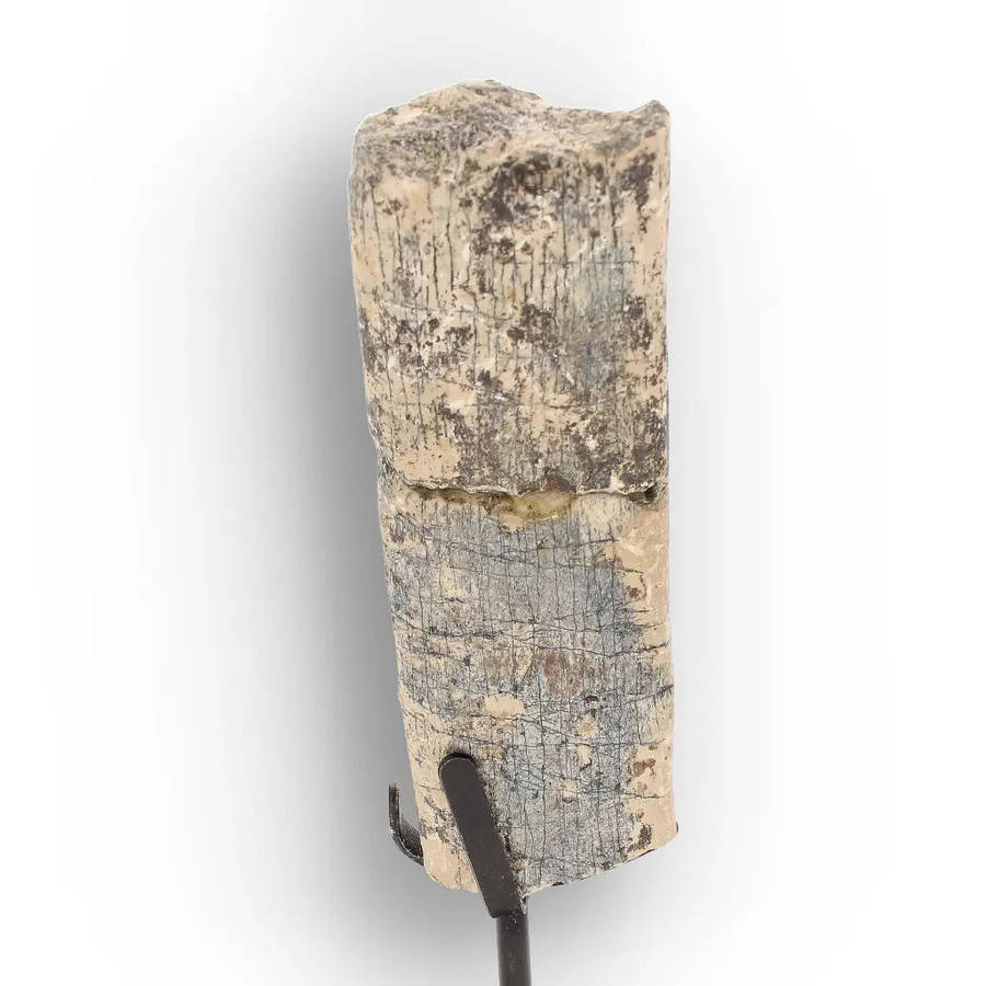 White River Megacerops Fossil Bone  Eocene Titanothere