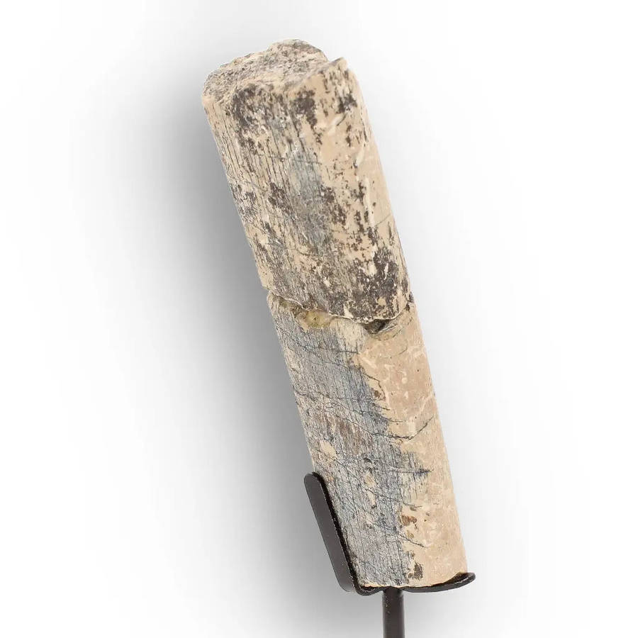 White River Megacerops Fossil Bone  Eocene Titanothere