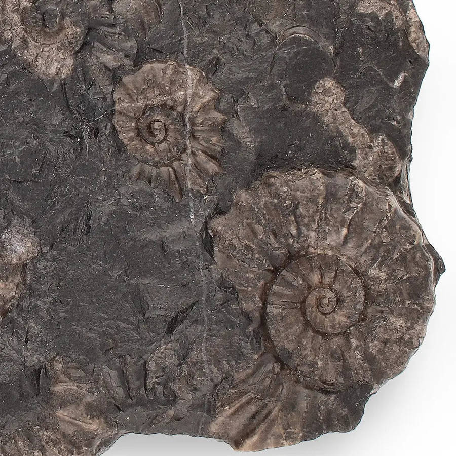 Rare Peruvian Ammonite Fossil Cluster - Early Jurassic