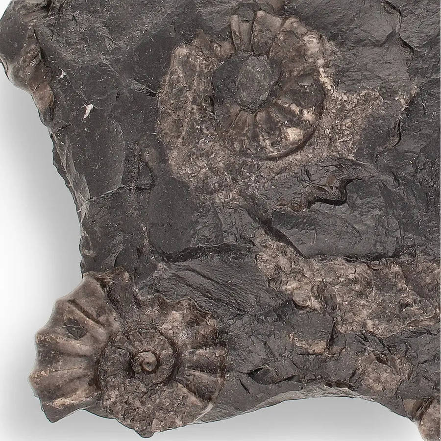 Rare Peruvian Ammonite Fossil Cluster - Early Jurassic