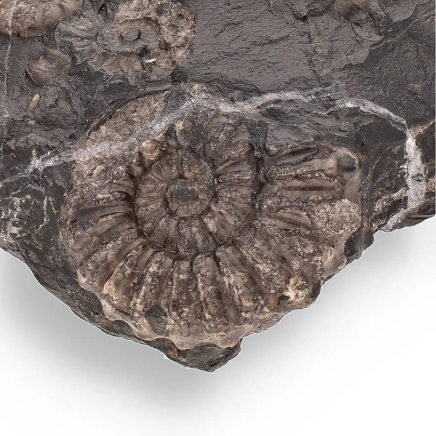 Rare Peruvian Ammonite Fossil Cluster - Early Jurassic