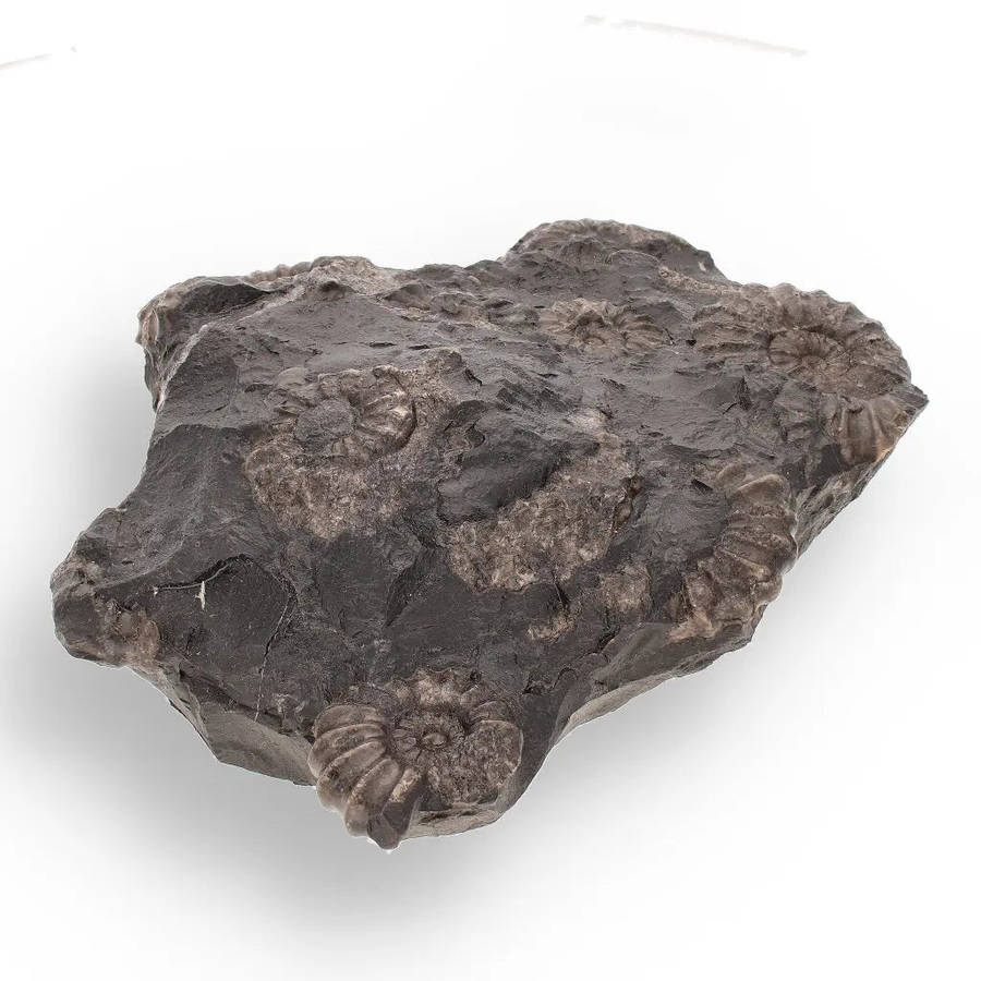 Rare Peruvian Ammonite Fossil Cluster - Early Jurassic