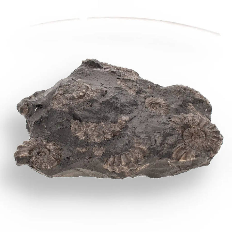 Rare Peruvian Ammonite Fossil Cluster - Early Jurassic