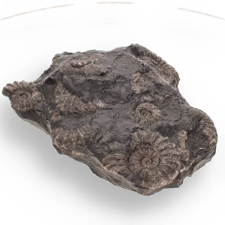 Rare Peruvian Ammonite Fossil Cluster - Early Jurassic