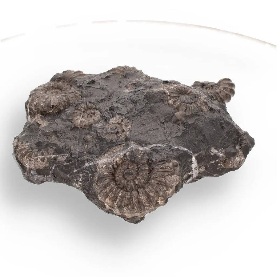 Rare Peruvian Ammonite Fossil Cluster - Early Jurassic