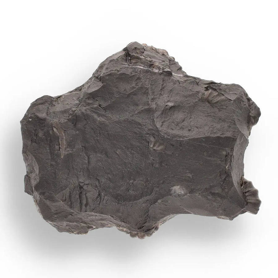 Rare Peruvian Ammonite Fossil Cluster - Early Jurassic