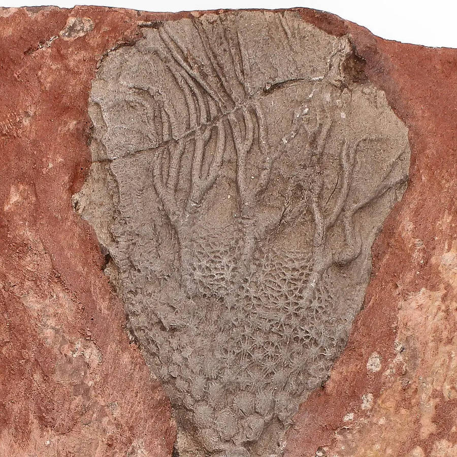 Upper Silurian Crinoid Plate  Preserved Scyphocrinites Elegans Fossil