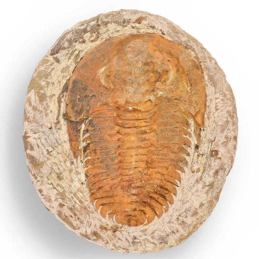 Cambropallas Trilobite with Perfect Positive-Negative Split  509 MYA