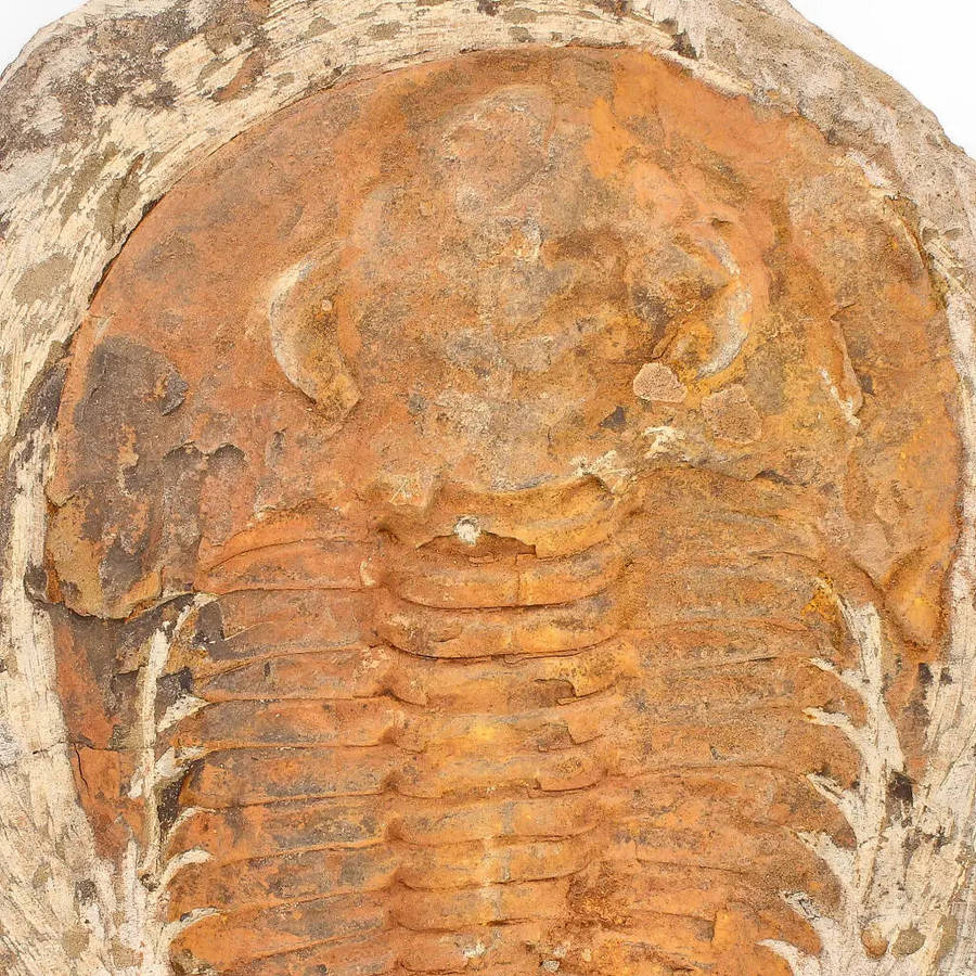 Cambropallas Trilobite with Perfect Positive-Negative Split  509 MYA