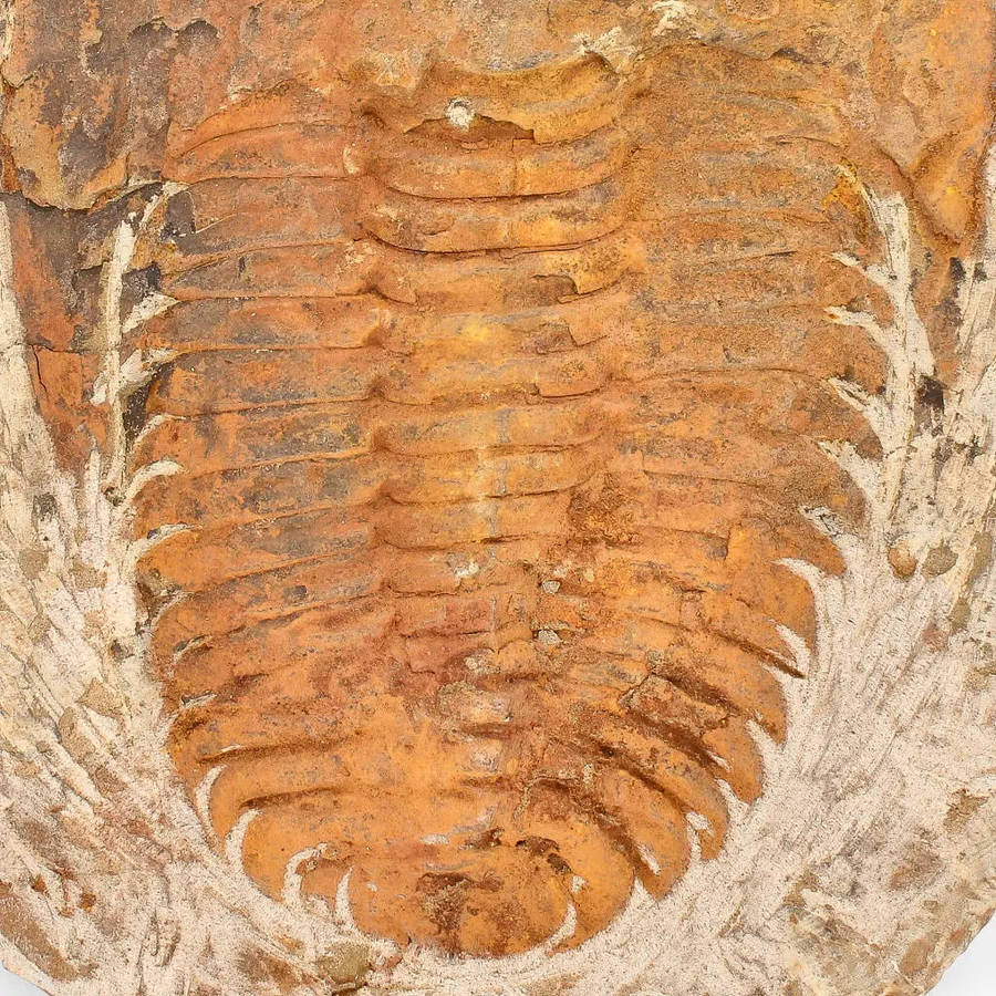 Cambropallas Trilobite with Perfect Positive-Negative Split  509 MYA