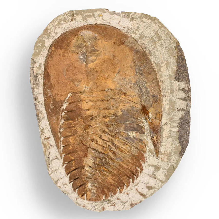 Authentic Cambropallas Trilobite  509-Million-Year-Old Fossil