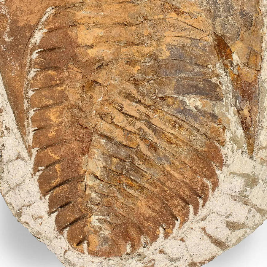 Authentic Cambropallas Trilobite  509-Million-Year-Old Fossil