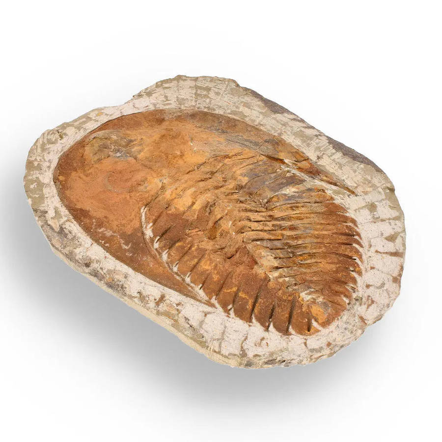 Authentic Cambropallas Trilobite  509-Million-Year-Old Fossil