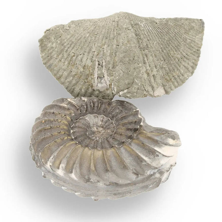 Pyritized Ammonite and Clam Shell Fossil - Golden Treasures from Ancient Seas