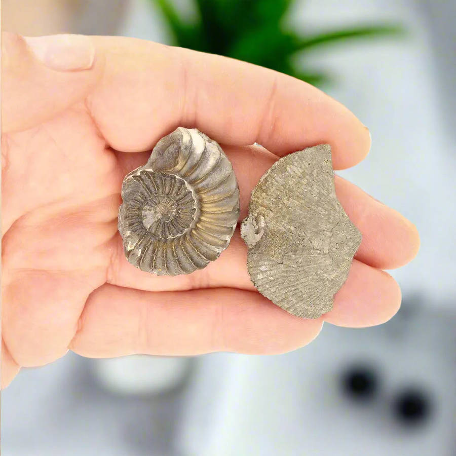Pyritized Ammonite and Clam Shell Fossil - Golden Treasures from Ancient Seas