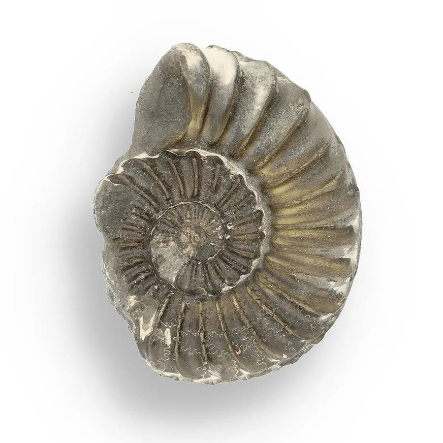 Pyritized Ammonite and Clam Shell Fossil - Golden Treasures from Ancient Seas