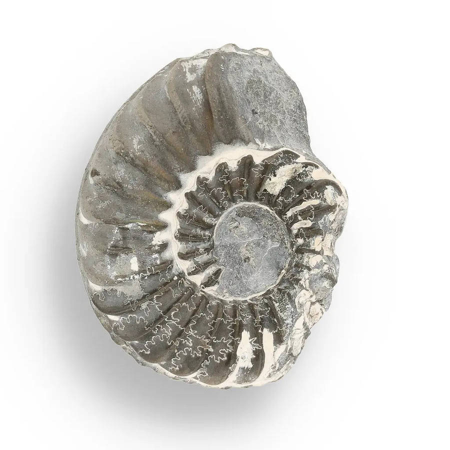 Pyritized Ammonite and Clam Shell Fossil - Golden Treasures from Ancient Seas
